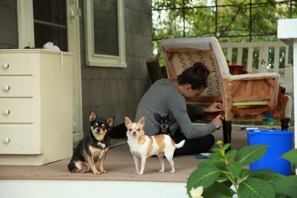 Chihuahuas help with furniture repair